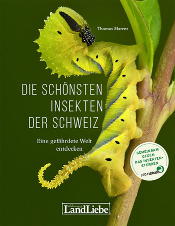 Bild zu Die schönsten Insekten der Schweiz von Marent, Thomas