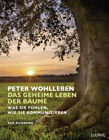 Bild zu Das geheime Leben der Bäume von Wohlleben, Peter