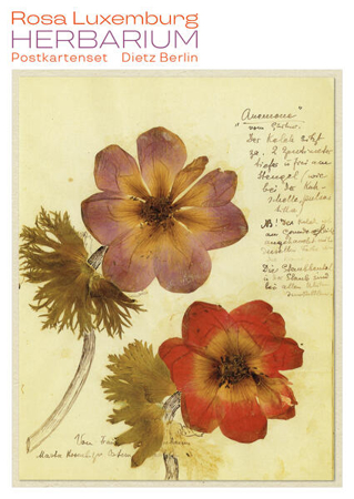 Bild zu Herbarium Postkartenset von Luxemburg, Rosa