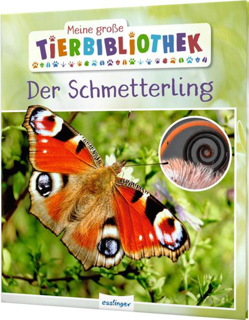 Bild zu Meine große Tierbibliothek: Der Schmetterling von Tracqui, Valérie