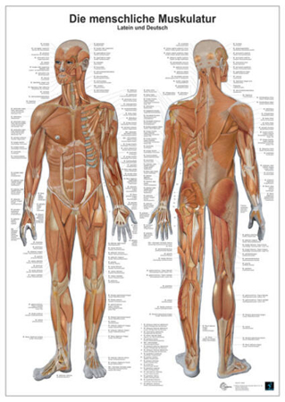 Bild zu Die menschliche Muskulatur