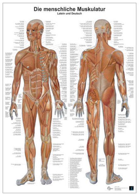Bild von Die menschliche Muskulatur