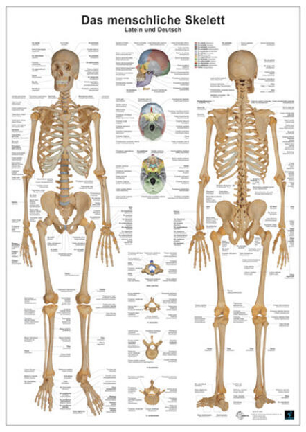 Bild von Das menschliche Skelett von Busse, Andreas 