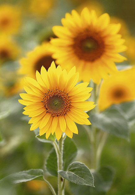 Bild von Blanko-Karte - Sonnenblumen