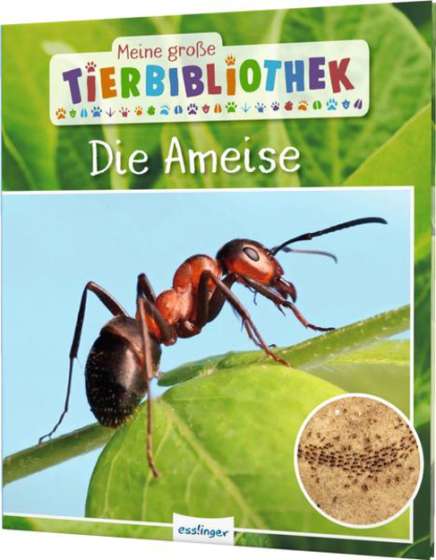 Bild zu Meine große Tierbibliothek: Die Ameise von Gutjahr, Axel