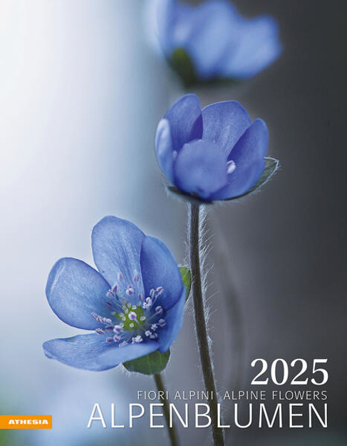 Bild zu Alpenblumen Kalender 2025 von Athesia-Tappeiner Verlag (Hrsg.)