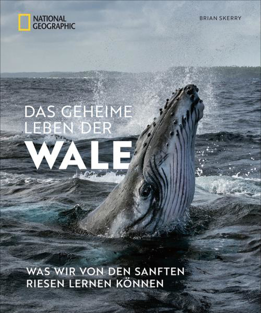 Bild zu Das geheime Leben der Wale von Skerry, Brian