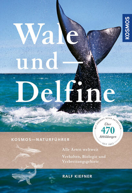 Bild zu Wale und Delfine von Kiefner, Ralf