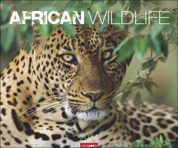 Bild zu African Wildlife Kalender 2024. Die Tierwelt Afrikas in atemberaubenden Fotos festgehalten für einen großen Wandkalender. Foto-Kalender im Großformat 55x46 cm