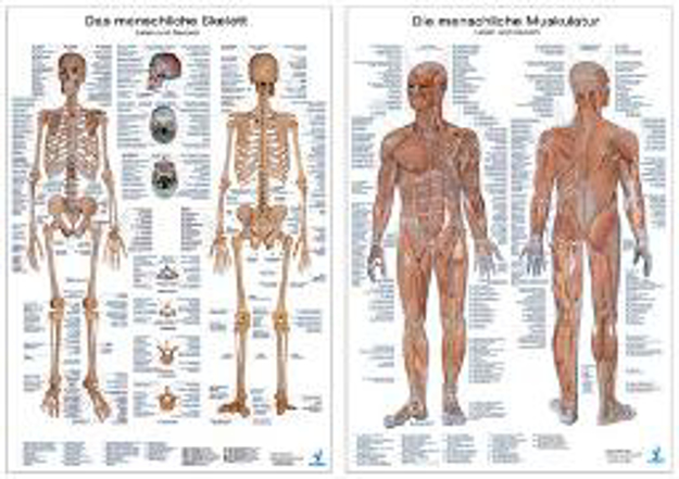 Bild zu Doppelpack Anatomie-Poster Muskulatur und Skelett
