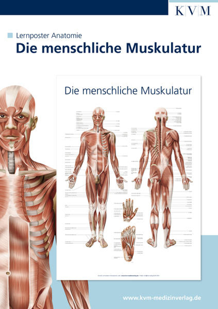 Bild zu Anatomie Lernposter. Die menschliche Muskulatur