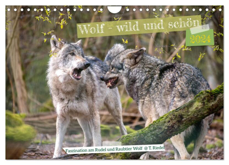Bild zu Wolf - wild und schön (Wandkalender 2024 DIN A4 quer), CALVENDO Monatskalender von Riedel, Tanja