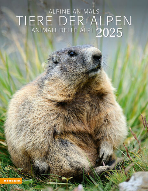 Bild zu Tiere der Alpen - Kalender 2025 von Athesia-Tappeiner Verlag (Hrsg.)